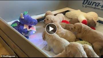 First-Time Dog Mother Consoled Her Crying Puppies By Giving Them Her Toys